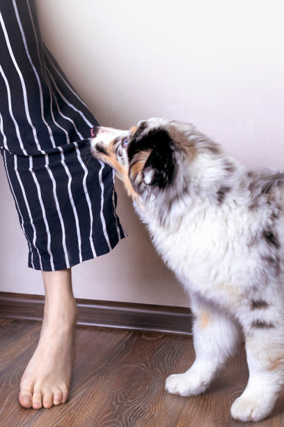 蓝色大理石色的澳大利亚牧羊犬小狗咬着主人的衣服，拉扯着。想要散步，想要吃东西，想要玩耍的竖版照片。图片下载