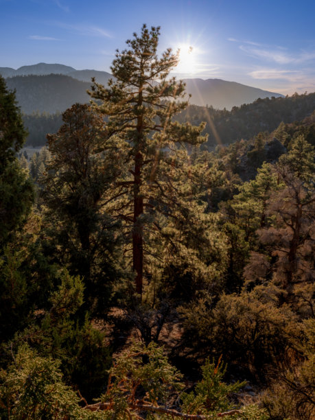 森林中一棵高大的松树的肖像风格照片图片下载