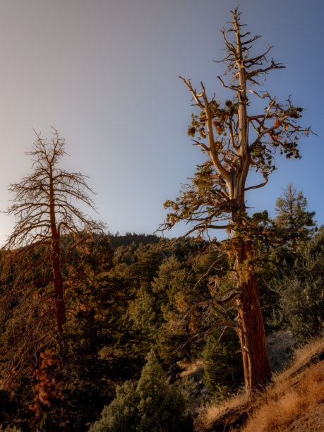 森林中一棵高大的松树的肖像风格照片图片下载