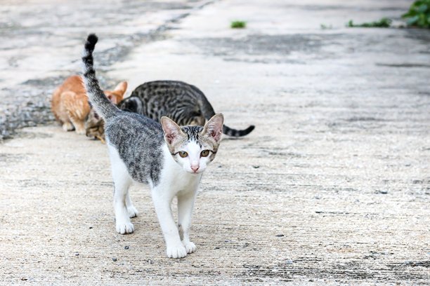 小猫在水泥地上玩耍的照片，捕捉可爱动物的瞬间概念照片。图片下载