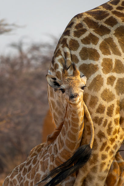 可爱的婴儿长颈鹿依偎在母亲身边的照片肖像，纳米比亚的野生动物和游戏驱动之旅图片下载