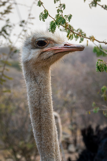 纳米比亚非洲野生鸵鸟的颈部和头部特写侧面照片图片下载