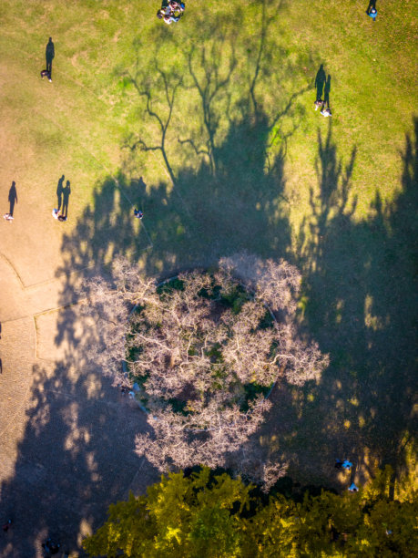 南京紫金山明孝陵的秋季景色航拍照片图片下载