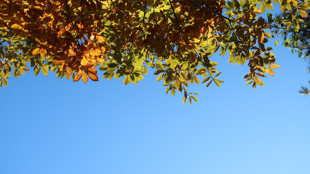 秋天的树叶在蓝天映衬下闪耀。秋天的树叶素材。图片下载