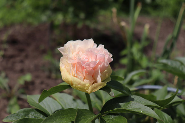 洛伊斯的选择。花园中的牡丹。盛开的牡丹与绿色背景完美搭配。春季背景。盛开，春天，植物。花卉照片概念。贺卡。图片下载