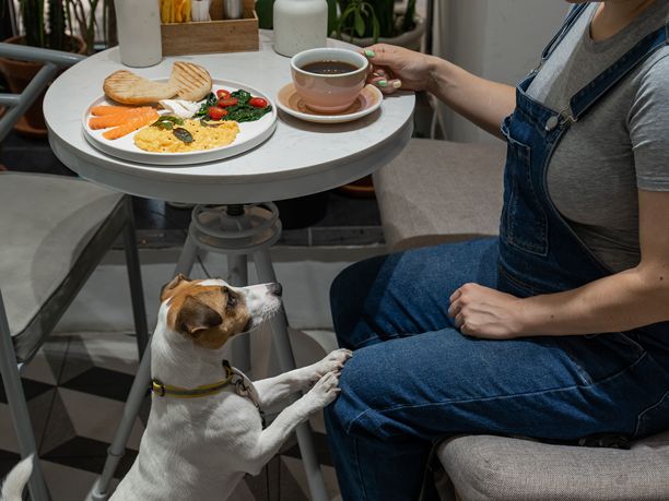 杰克罗素梗在咖啡馆里等待主人。孕妇在宠物友好的咖啡馆享用早餐。图片下载