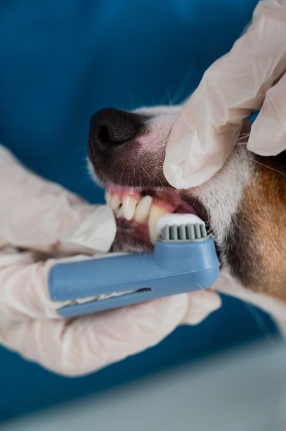 兽医正在为杰克拉塞尔梗清洁牙齿。竖版照片。图片下载