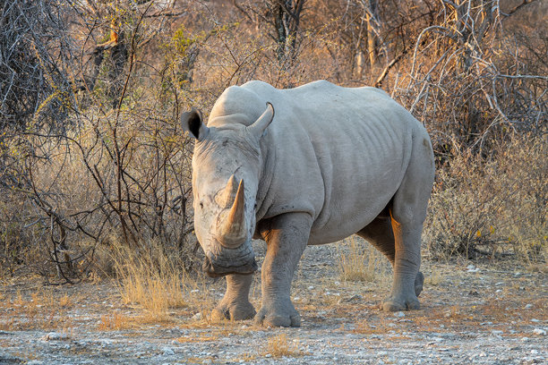 白犀牛特写照片，犀牛肖像，纳米比亚非洲的野生动物 safari 和游戏驱动。图片下载