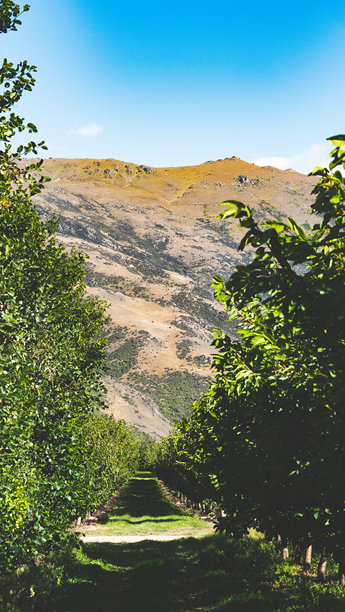 新西兰中奥塔哥的樱桃树果园，垂直照片，优美的风景，树木背景与天空。图片下载