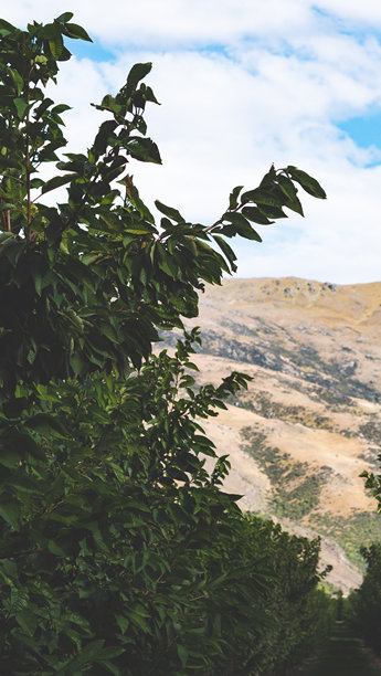 新西兰中奥塔哥樱桃树果园的垂直照片，美丽的风景，树木背景与天空。图片下载