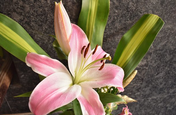 粉色百合花的图片。图片下载