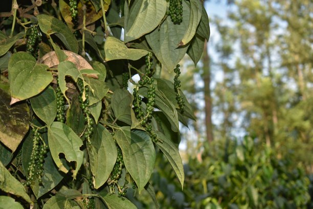 辣椒植物的特写照片图片下载
