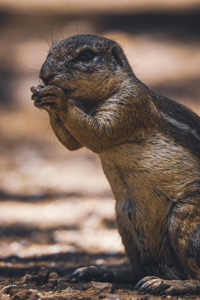 平视特写照片，展示了一只地松鼠正在吃东西，细小的爪子握着食物。图片下载