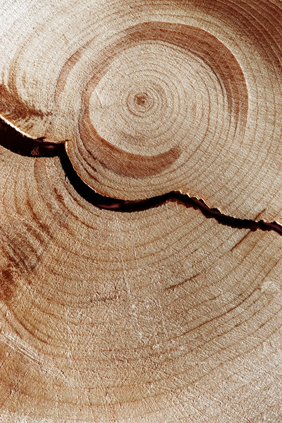 自然木质背景，木纹年轮。杜松木材横截面的宏观照片，图形自然图案。树干裂纹的特写，展示其圆形生长年轮，垂直方向。图片下载