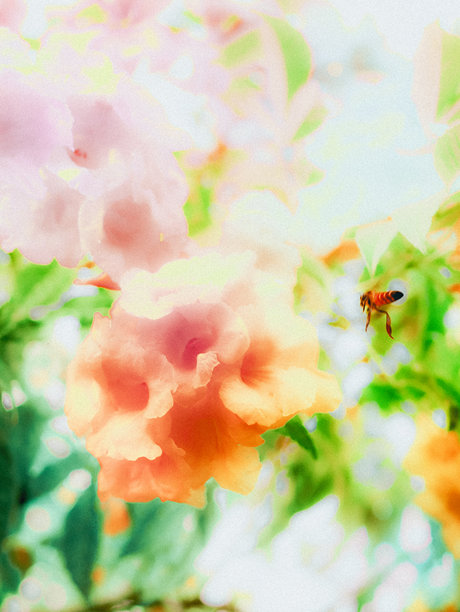 用于背景的抽象花卉艺术照片。图片下载