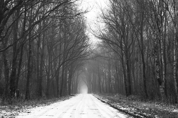 冬季树木间的乡村道路黑白照片图片下载