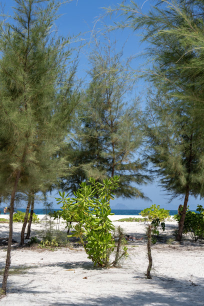 泰国的竹岛或小麦派岛上的海滩上的木麻黄树，这个小岛位于克拉比海岸和皮皮岛之间，安达曼海。竖版图片图片下载