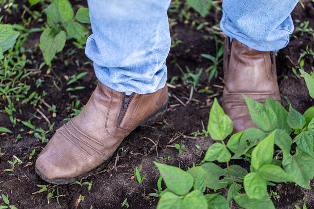 在巴拉那州拉帕的一个农业定居点，家庭经营的农场上有机豆类生产。在照片中，一台机器正在控制作物中的杂草生长。图片下载