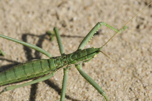 草原沙地背景，微距照片。俄罗斯最大的蚂蚱。图片下载