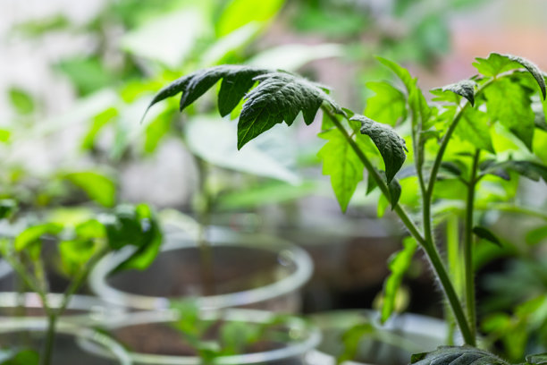 新鲜的绿色番茄幼苗在塑料花盆中生长，微距照片图片下载