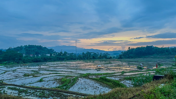 黄昏时分收割后的稻田照片图片下载