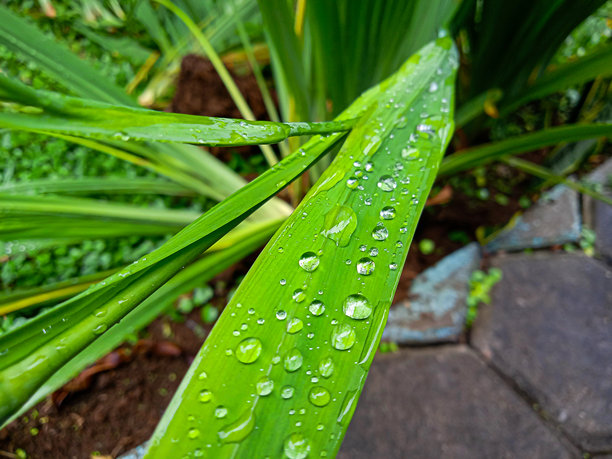绿叶上的水滴照片图片下载