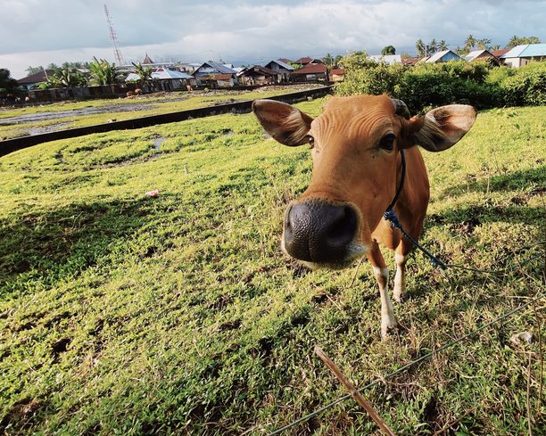 使用手机广角镜头拍摄的牛特写照片图片下载