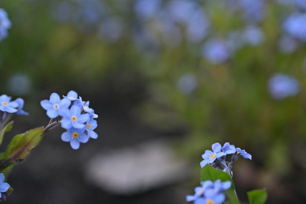蓝色勿忘我花为背景，天空色花以绿色为背景，傍晚夏夜，特写花以模糊为背景，自然发展，照片为灵感图片下载