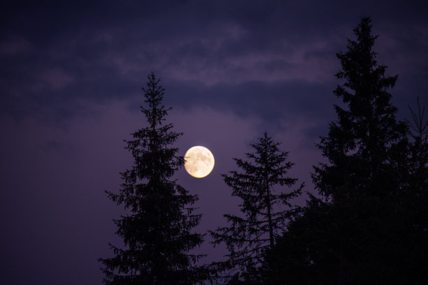 夜间照片。黑色冷杉树的剪影与满月。超级满月。图片下载