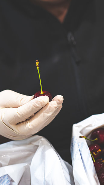 戴着白手套的人正在检查新西兰樱桃加工包装棚的优质樱桃，竖版照片图片下载
