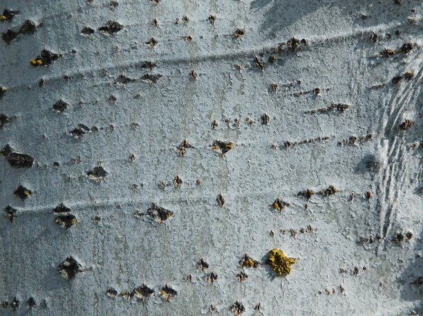 树木纹理作为背景素材图片下载