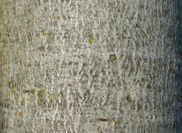 树木纹理作为背景素材图片下载