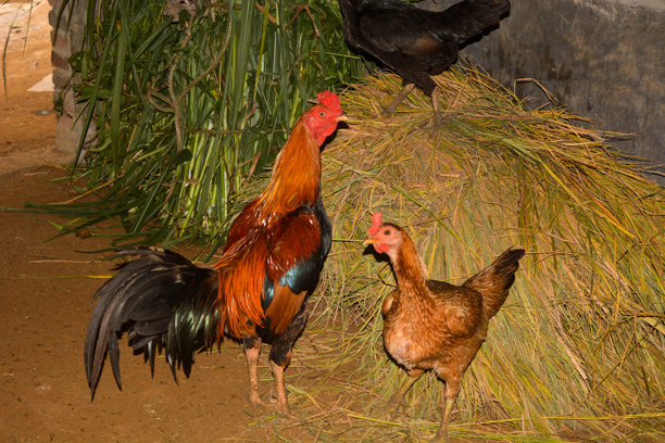 鸡在院子里觅食的照片图片下载