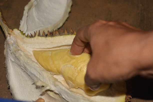 特写照片展示了猫山王榴莲（Durio zibethinus），其厚实的金黄色果肉，热带水果。图片下载