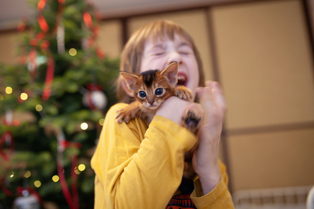 笑着的孩子抱着阿比西尼亚红色小猫的生活照片，特写。小男孩穿着黄色衣服，正从手中挣脱红色小猫。图片下载