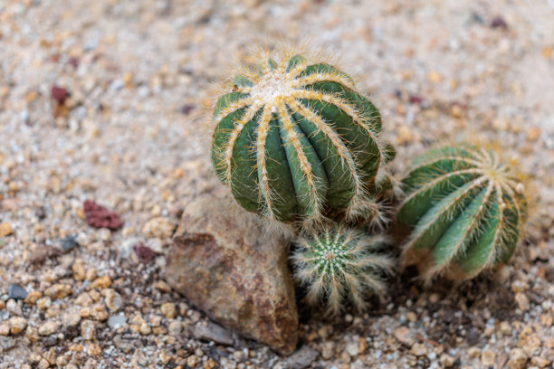 绿色西瓜仙人掌（Parodia magnifica）的特写照片图片下载