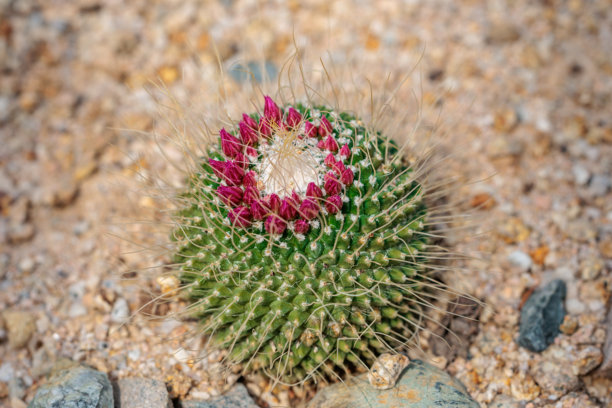 可爱的绿色仙人掌（多头仙人掌）盛开的红色花苞特写照片图片下载