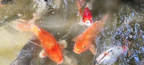 横向图片。许多锦鲤鱼游到水面。图片下载