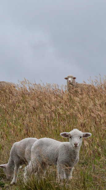一群带着小羊的羊在草地上吃草的竖版图片图片下载