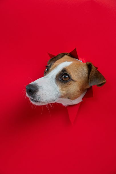 搞笑的杰克罗素梗狗从红色纸板背景中探出头来。留白空间。竖版照片。图片下载