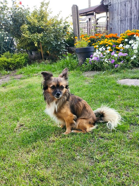 乡村草地上坐着一只小狗的照片。图片下载