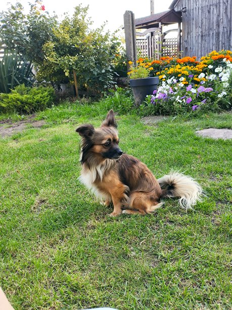 乡村草地上坐着一只小狗的照片。图片下载