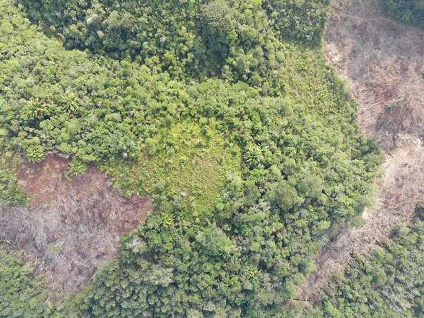 森林砍伐。印尼雨林的航拍照片图片下载