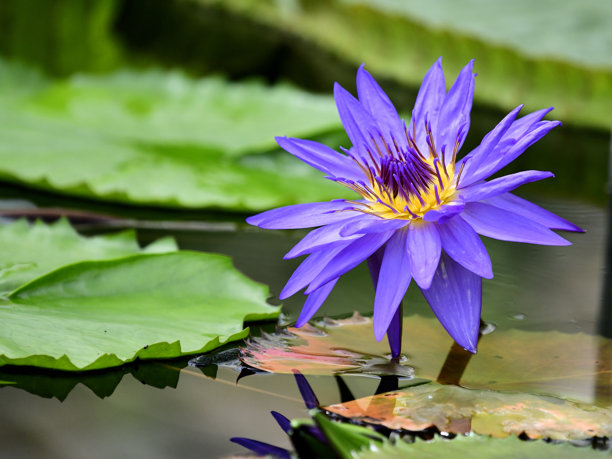 一张原始埃及莲花在绿色背景下的美丽照片图片下载
