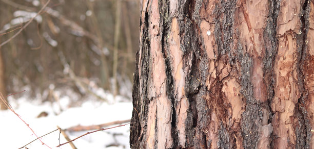 冬季森林中松树树干的特写，照片拍摄于地面高度图片下载