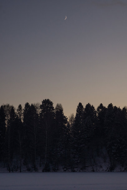冬季冷杉森林在黑暗清澈的夜空背景下的照片图片下载