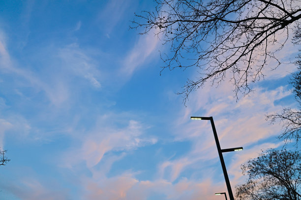 蓝天与树。仰望天空的照片。图片下载