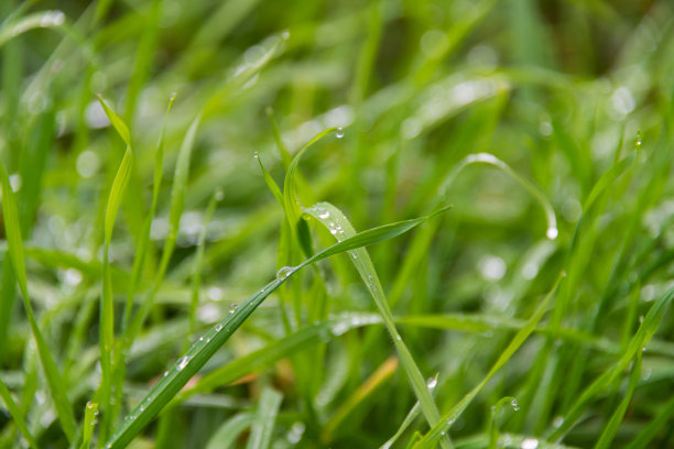 雨后绿草的特写照片，水滴挂在一根草叶上，侧面视角。其余草叶模糊不清。图片下载