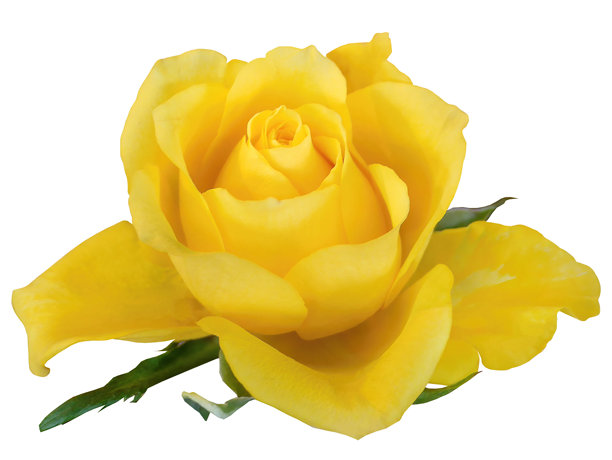 美丽的黄色玫瑰，盛开，孤立在白色背景上，带有抠图路径，花卉元素，植物资源，图形素材对象图片下载