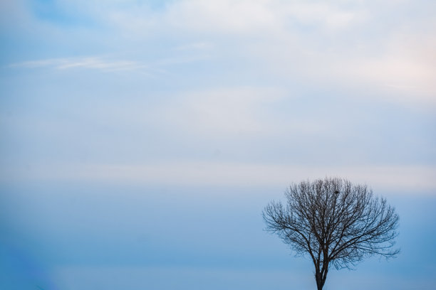 冬季森林中的一棵树。孤独的树木映衬着天空。光秃秃的树木冬季景观。自然的抽象照片。自然风景。图片下载